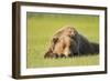 Grizzly Bear Resting in Meadow at Hallo Bay-Paul Souders-Framed Photographic Print