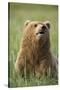 Grizzly Bear Resting in Meadow at Hallo Bay-Paul Souders-Stretched Canvas