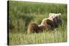 Grizzly Bear Resting on Back in Meadow at Hallo Bay-Paul Souders-Stretched Canvas