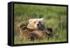 Grizzly Bear Resting on Back in Meadow at Hallo Bay-Paul Souders-Framed Stretched Canvas