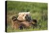 Grizzly Bear Resting on Back in Meadow at Hallo Bay-Paul Souders-Stretched Canvas