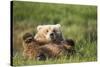 Grizzly Bear Resting on Back in Meadow at Hallo Bay-Paul Souders-Stretched Canvas