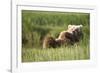 Grizzly Bear Resting on Back in Meadow at Hallo Bay-Paul Souders-Framed Photographic Print