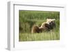 Grizzly Bear Resting on Back in Meadow at Hallo Bay-Paul Souders-Framed Photographic Print