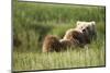 Grizzly Bear Resting on Back in Meadow at Hallo Bay-Paul Souders-Mounted Photographic Print