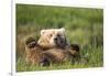 Grizzly Bear Resting on Back in Meadow at Hallo Bay-Paul Souders-Framed Photographic Print