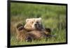 Grizzly Bear Resting on Back in Meadow at Hallo Bay-Paul Souders-Framed Photographic Print