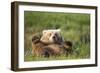 Grizzly Bear Resting on Back in Meadow at Hallo Bay-Paul Souders-Framed Photographic Print
