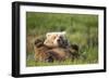 Grizzly Bear Resting on Back in Meadow at Hallo Bay-Paul Souders-Framed Photographic Print