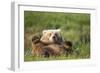 Grizzly Bear Resting on Back in Meadow at Hallo Bay-Paul Souders-Framed Photographic Print