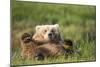 Grizzly Bear Resting on Back in Meadow at Hallo Bay-Paul Souders-Mounted Photographic Print