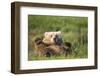 Grizzly Bear Resting on Back in Meadow at Hallo Bay-Paul Souders-Framed Photographic Print