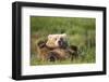 Grizzly Bear Resting on Back in Meadow at Hallo Bay-Paul Souders-Framed Photographic Print