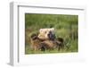 Grizzly Bear Resting on Back in Meadow at Hallo Bay-Paul Souders-Framed Photographic Print