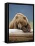 Grizzly Bear Resting on Log at Hallo Bay-Paul Souders-Framed Stretched Canvas