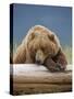 Grizzly Bear Resting on Log at Hallo Bay-Paul Souders-Stretched Canvas