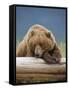 Grizzly Bear Resting on Log at Hallo Bay-Paul Souders-Framed Stretched Canvas