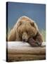 Grizzly Bear Resting on Log at Hallo Bay-Paul Souders-Stretched Canvas