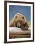 Grizzly Bear Resting on Log at Hallo Bay-Paul Souders-Framed Photographic Print