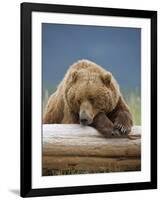 Grizzly Bear Resting on Log at Hallo Bay-Paul Souders-Framed Photographic Print