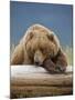 Grizzly Bear Resting on Log at Hallo Bay-Paul Souders-Mounted Photographic Print