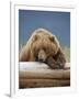 Grizzly Bear Resting on Log at Hallo Bay-Paul Souders-Framed Photographic Print