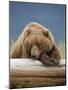 Grizzly Bear Resting on Log at Hallo Bay-Paul Souders-Mounted Photographic Print