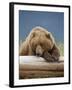 Grizzly Bear Resting on Log at Hallo Bay-Paul Souders-Framed Photographic Print