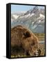 Grizzly Bear Resting on Tidal Flats Along Kukak Bay, Katmai National Park, Alaska, Usa-Paul Souders-Framed Stretched Canvas