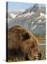 Grizzly Bear Resting on Tidal Flats Along Kukak Bay, Katmai National Park, Alaska, Usa-Paul Souders-Stretched Canvas