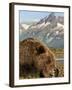 Grizzly Bear Resting on Tidal Flats Along Kukak Bay, Katmai National Park, Alaska, Usa-Paul Souders-Framed Photographic Print