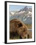 Grizzly Bear Resting on Tidal Flats Along Kukak Bay, Katmai National Park, Alaska, Usa-Paul Souders-Framed Photographic Print