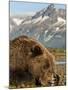 Grizzly Bear Resting on Tidal Flats Along Kukak Bay, Katmai National Park, Alaska, Usa-Paul Souders-Mounted Photographic Print