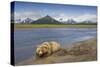 Grizzly Bear Resting-null-Stretched Canvas