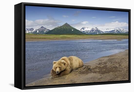 Grizzly Bear Resting-null-Framed Stretched Canvas