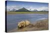 Grizzly Bear Resting-null-Stretched Canvas