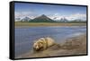 Grizzly Bear Resting-null-Framed Stretched Canvas