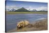 Grizzly Bear Resting-null-Stretched Canvas