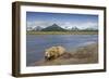 Grizzly Bear Resting-null-Framed Photographic Print