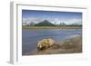 Grizzly Bear Resting-null-Framed Photographic Print