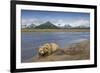 Grizzly Bear Resting-null-Framed Photographic Print