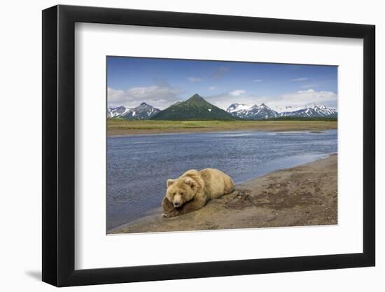 Grizzly Bear Resting-null-Framed Photographic Print