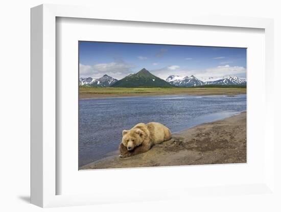 Grizzly Bear Resting-null-Framed Photographic Print