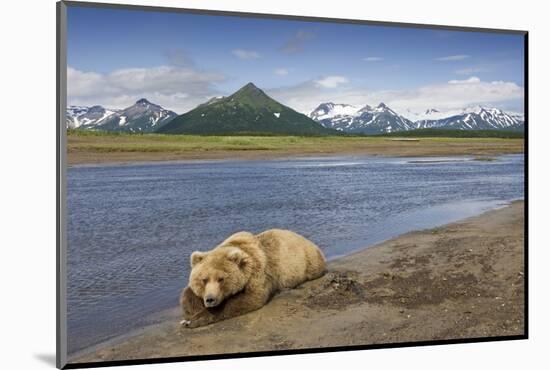Grizzly Bear Resting-null-Mounted Photographic Print