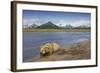 Grizzly Bear Resting-null-Framed Photographic Print