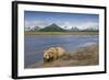 Grizzly Bear Resting-null-Framed Photographic Print