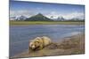 Grizzly Bear Resting-null-Mounted Photographic Print