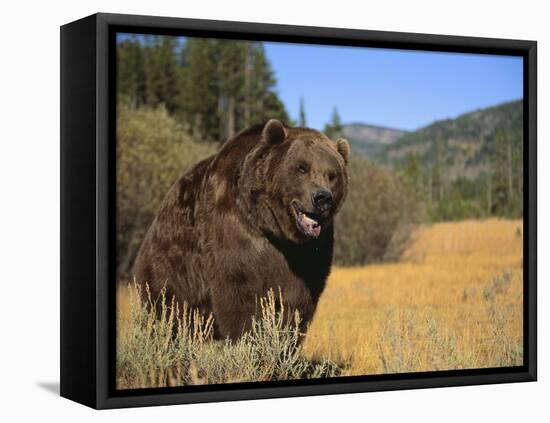 Grizzly Bear Roaming in Mountain Meadow-DLILLC-Framed Stretched Canvas