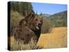 Grizzly Bear Roaming in Mountain Meadow-DLILLC-Stretched Canvas