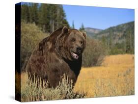 Grizzly Bear Roaming in Mountain Meadow-DLILLC-Stretched Canvas